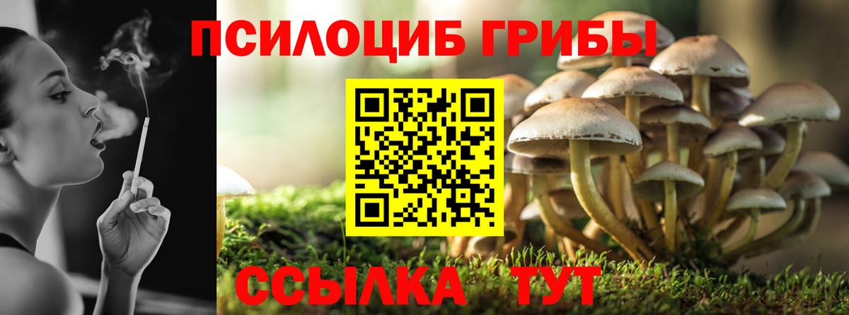 Псилоцибиновые грибы Psilocybe Иваново